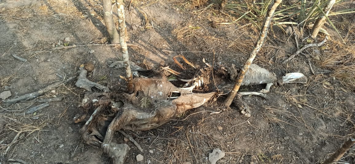 noticiasfides's tweet photo. 🔵 #ANF | #SantaCruz Animales mueren carbonizados en el Parque Nacional y Área Natural de Manejo Integrado Kaa-Iya del Gran Chaco debido a los incendios forestales que azotan esta región del país. (Fotos: Jerjes Suarez Ruiz) https://t.co/GLoauB8IGl