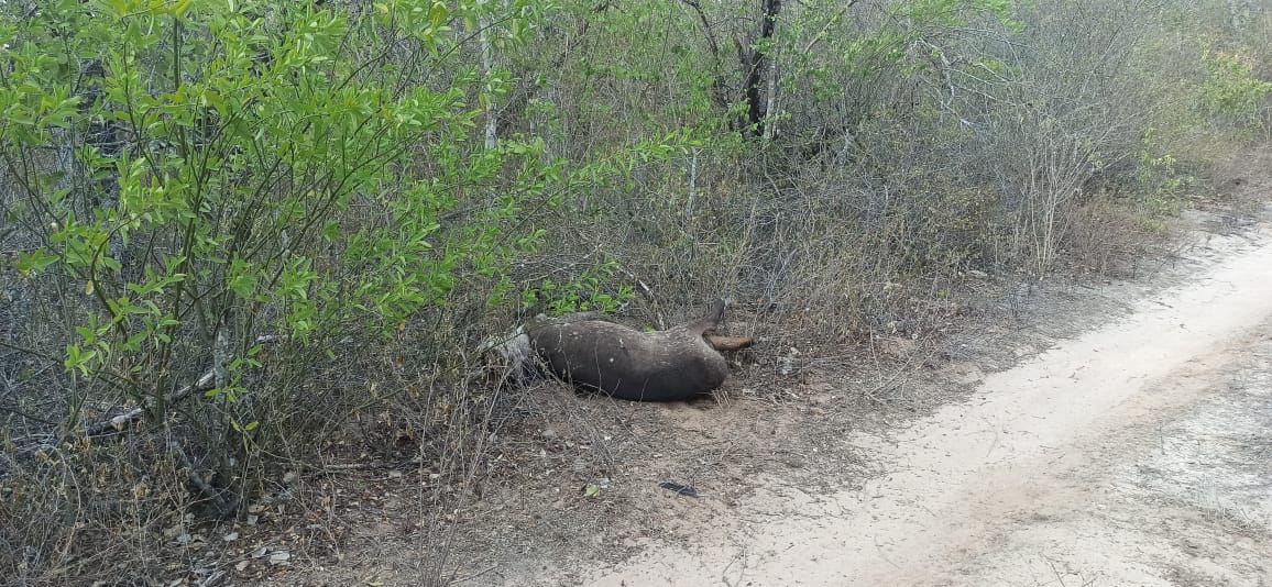 noticiasfides's tweet photo. 🔵 #ANF | #SantaCruz Animales mueren carbonizados en el Parque Nacional y Área Natural de Manejo Integrado Kaa-Iya del Gran Chaco debido a los incendios forestales que azotan esta región del país. (Fotos: Jerjes Suarez Ruiz) https://t.co/GLoauB8IGl
