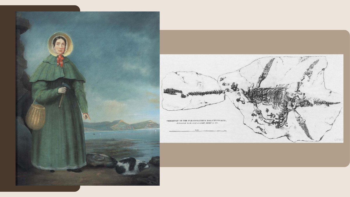 women_archeopal's tweet photo. 🦕Meet Mary Anning, the 'Princess of Paleontology.' In the 19th century, her groundbreaking discoveries along the Jurassic Coast, like the first complete Ichthyosaur and Plesiosaur, reshaped our understanding of prehistoric life 1/2. 🌊🔍 #WomenInScience #FossilFriday https://t.co/nHsu7qOsF4