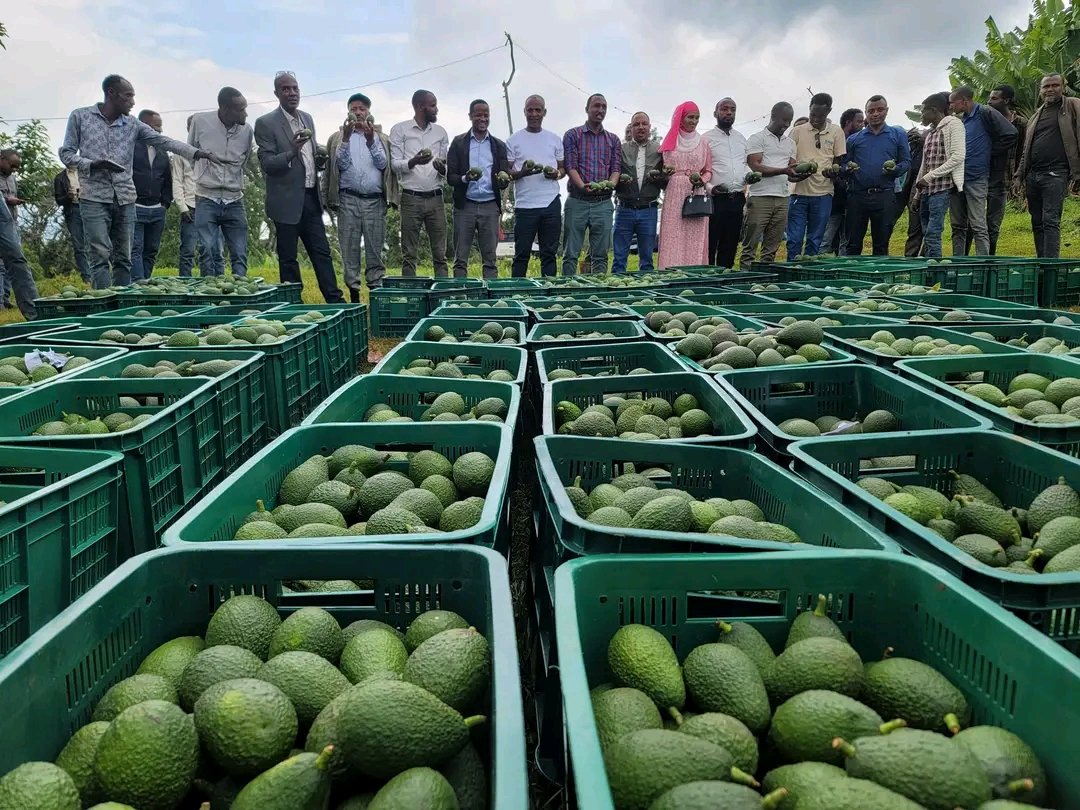 abdimnur62's tweet photo. At Jimma Zone Gomma Wereda #Beshasha we have prepared the Avokado Products to Export. Exporting our agricultural product was our great emphasis to rise the economic growth with earning hard currency and can increase income of individuals with improving life of our farmers. https://t.co/UNeIBSKfip