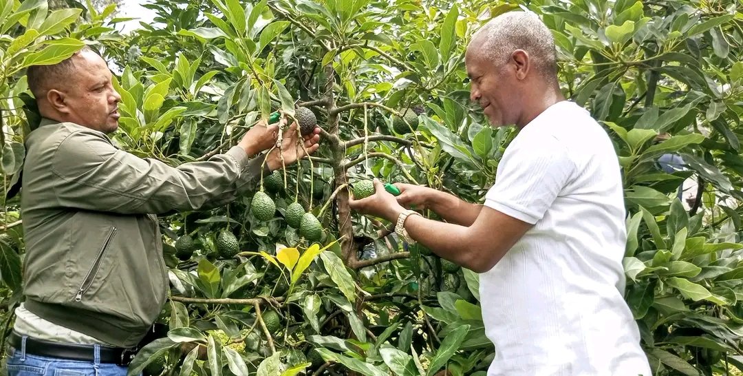 abdimnur62's tweet photo. At Jimma Zone Gomma Wereda #Beshasha we have prepared the Avokado Products to Export. Exporting our agricultural product was our great emphasis to rise the economic growth with earning hard currency and can increase income of individuals with improving life of our farmers. https://t.co/UNeIBSKfip