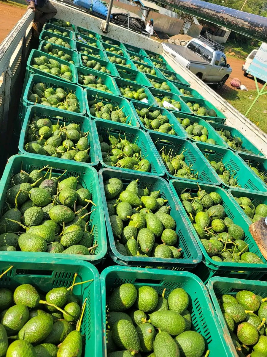 abdimnur62's tweet photo. At Jimma Zone Gomma Wereda #Beshasha we have prepared the Avokado Products to Export. Exporting our agricultural product was our great emphasis to rise the economic growth with earning hard currency and can increase income of individuals with improving life of our farmers. https://t.co/UNeIBSKfip