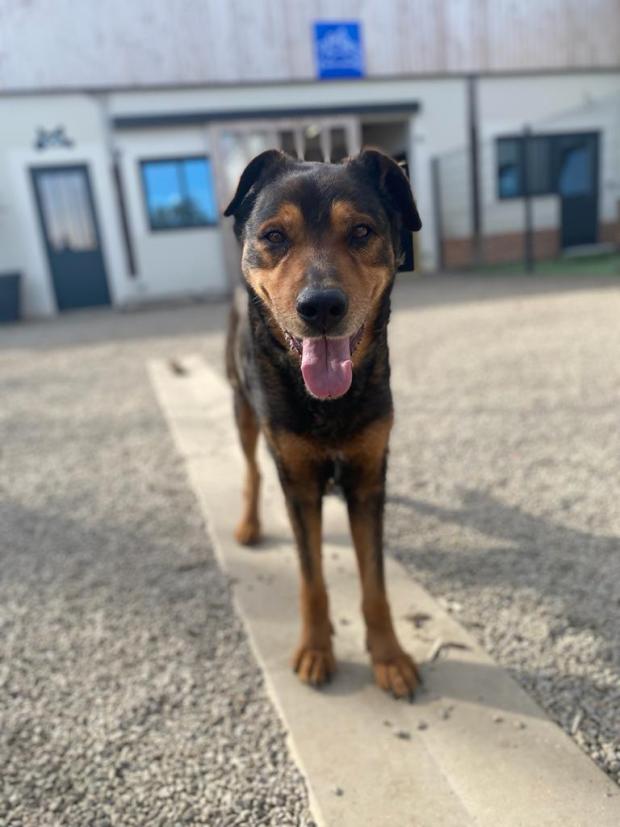 FBB_Officiel's tweet image. #SOSAdoption

🐶 Rex - 13 ans

« Ma vie s’est brisée lorsque mon propriétaire a dû se résoudre à me confier au refuge.

Déjà un an que je regarde chaque jour en direction du portail en espérant que quelqu’un viendra m’adopter…

Je suis déjà un papy chien, c&apos;est vrai, mais je…