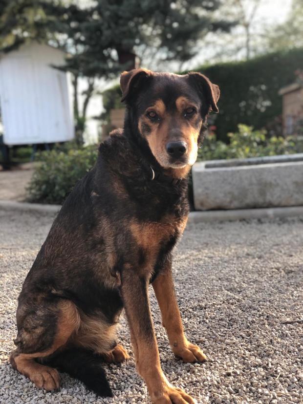 FBB_Officiel's tweet image. #SOSAdoption

🐶 Rex - 13 ans

« Ma vie s’est brisée lorsque mon propriétaire a dû se résoudre à me confier au refuge.

Déjà un an que je regarde chaque jour en direction du portail en espérant que quelqu’un viendra m’adopter…

Je suis déjà un papy chien, c&apos;est vrai, mais je…