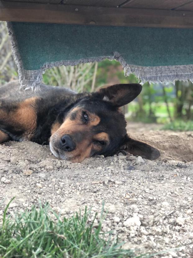 FBB_Officiel's tweet image. #SOSAdoption

🐶 Rex - 13 ans

« Ma vie s’est brisée lorsque mon propriétaire a dû se résoudre à me confier au refuge.

Déjà un an que je regarde chaque jour en direction du portail en espérant que quelqu’un viendra m’adopter…

Je suis déjà un papy chien, c&apos;est vrai, mais je…