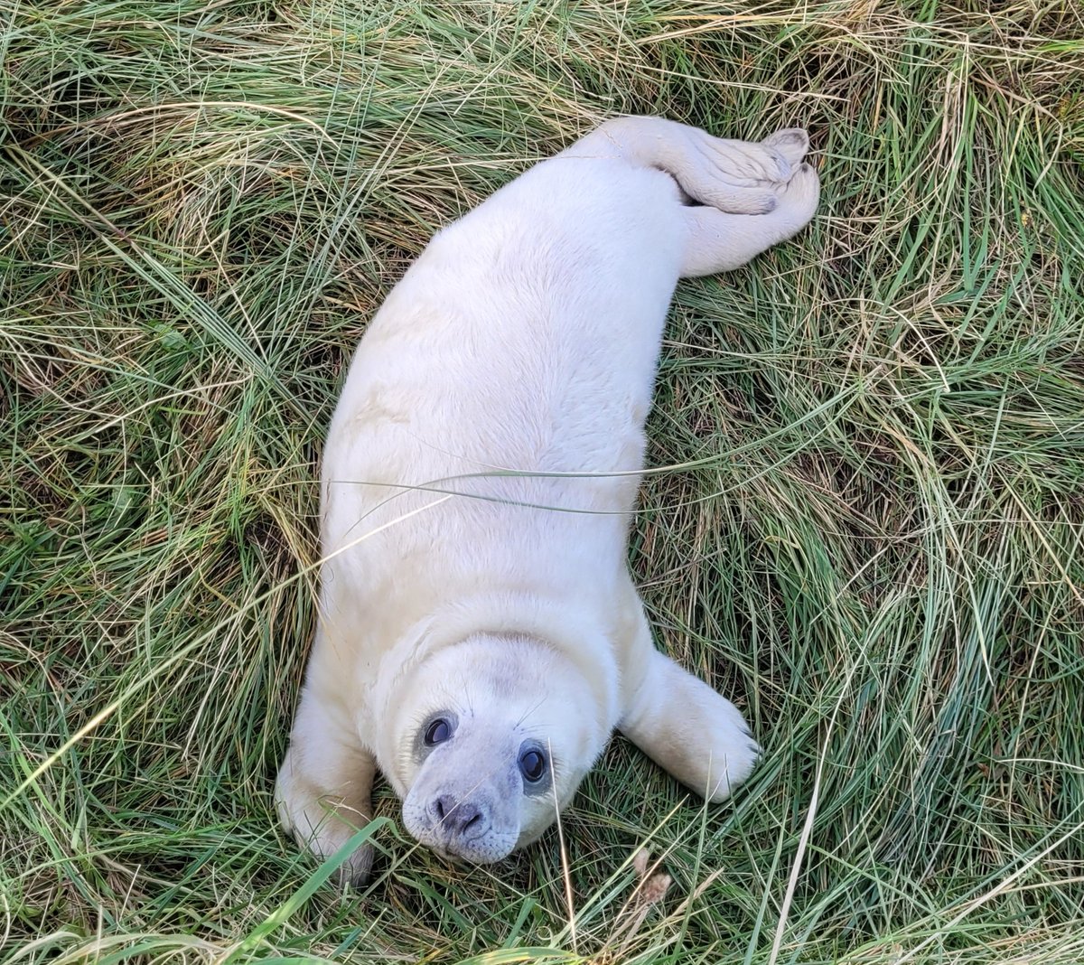 _Bethiebo's tweet photo. @peter_levy Someone sent a message the other day complaining about the amount of sunset pictures 🙄, so here are 3 pictures taken at Donna Nook today that are not sunset pictures. 
They are ALMOST as adorable as You and Paul!
From Bethie in Grimsby. #photooftheday https://t.co/YMiuD1wYJ4