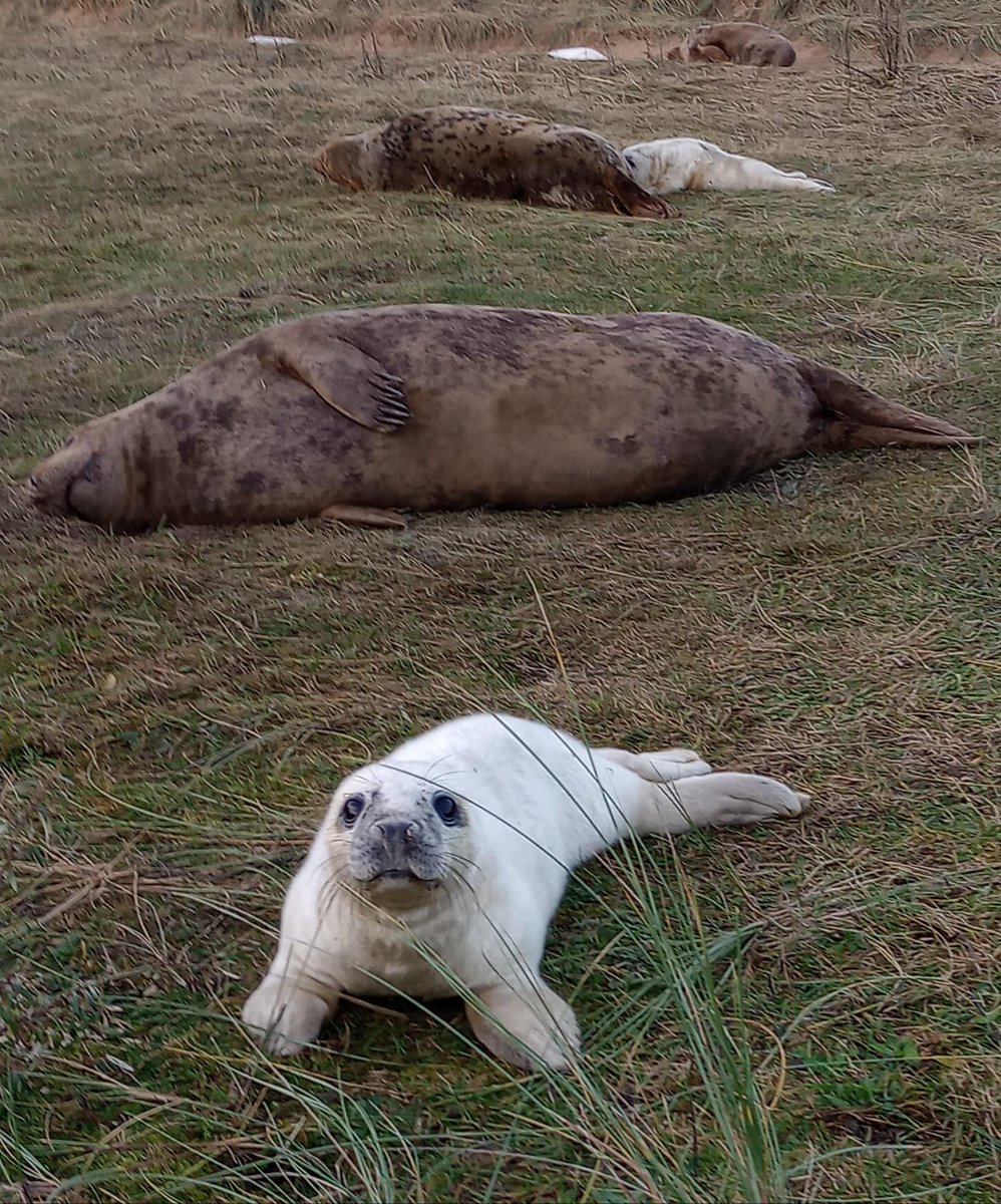 _Bethiebo's tweet photo. @peter_levy Someone sent a message the other day complaining about the amount of sunset pictures 🙄, so here are 3 pictures taken at Donna Nook today that are not sunset pictures. 
They are ALMOST as adorable as You and Paul!
From Bethie in Grimsby. #photooftheday https://t.co/YMiuD1wYJ4
