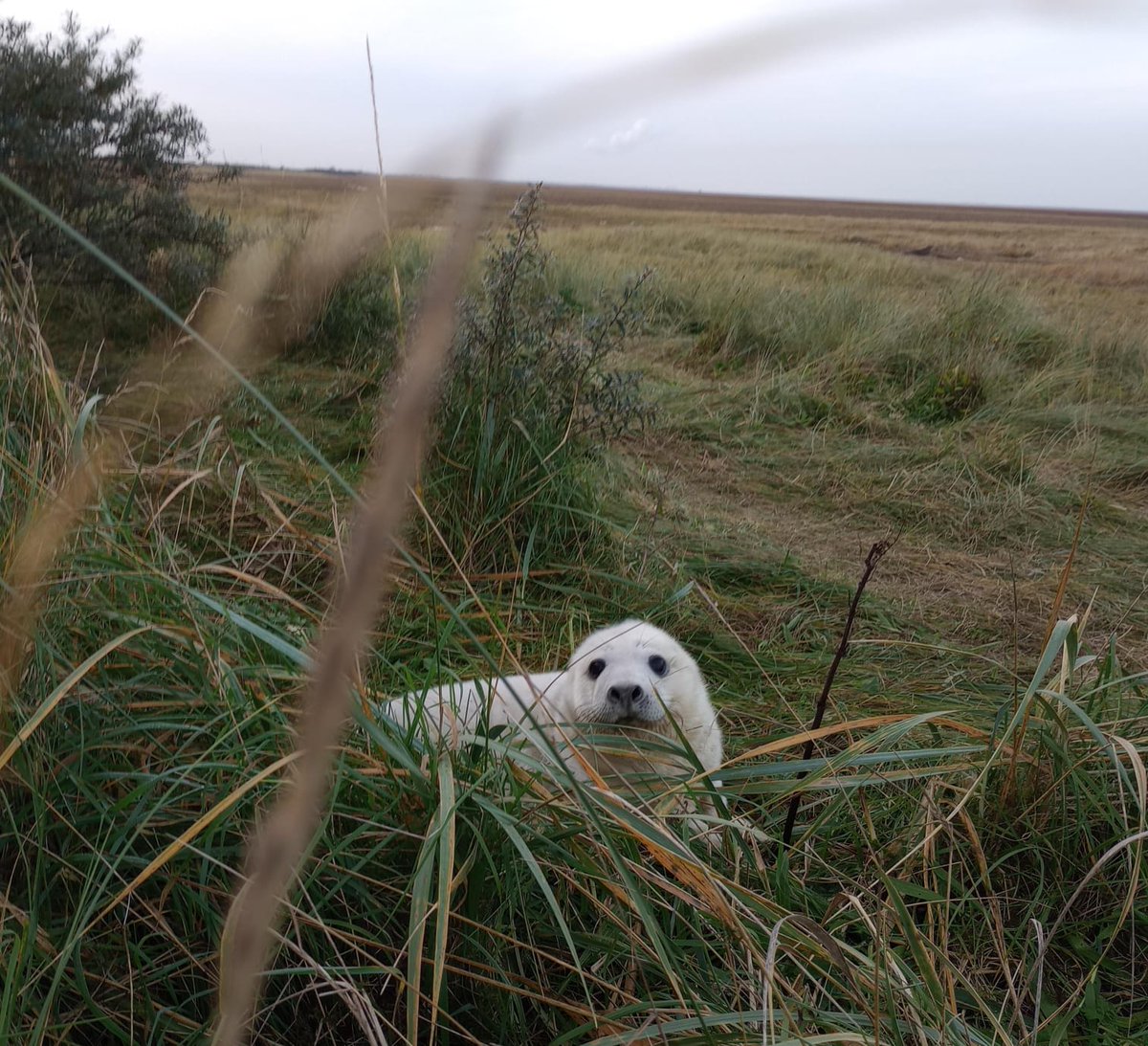 _Bethiebo's tweet photo. @peter_levy Someone sent a message the other day complaining about the amount of sunset pictures 🙄, so here are 3 pictures taken at Donna Nook today that are not sunset pictures. 
They are ALMOST as adorable as You and Paul!
From Bethie in Grimsby. #photooftheday https://t.co/YMiuD1wYJ4