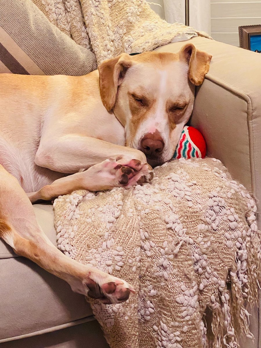 gatorworks's tweet photo. Another Friday, another member of the GatorPaws! This week, we have Sadie, who just wants to get some shuteye.
#Dogs #Pets #EmployeePets #GatorPaws #FridayVibes https://t.co/jSJEoekyfk