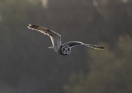 Short Eared Owl eyeing me up