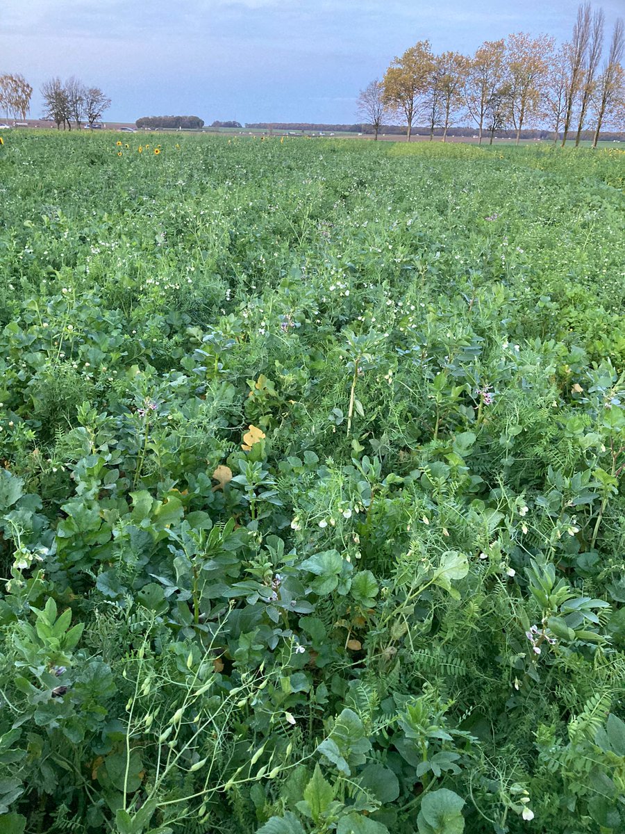 Agoracoop's tweet photo. [Agroécologie] Une vingtaine d’agriculteurs et conseillers anglais du réseau BASE sont venus découvrir les travaux réalisés en matière d’Agriculture de Conservation des Sols dans l’Oise avec la découverte des travaux d'Agora sur la plateforme couverts de Catenoy https://t.co/61iE9JoB5g