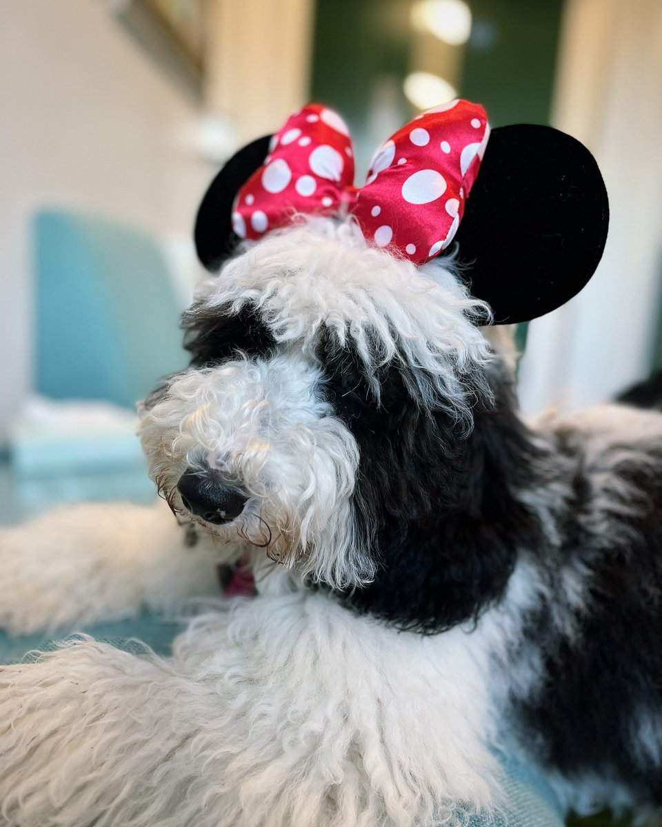 Mountnessing School tweet media