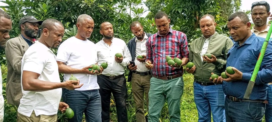 abdimnur62's tweet photo. At Jimma Zone Gomma Wereda #Beshasha we have prepared the Avokado Products to Export. Exporting our agricultural product was our great emphasis to rise the economic growth with earning hard currency and can increase income of individuals with improving life of our farmers. https://t.co/UNeIBSKfip