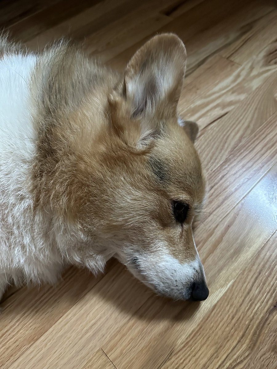 Finn is getting a growth removed from his eyelid. Gone all day at the vets. The house feels so wrong without him. I hate it.