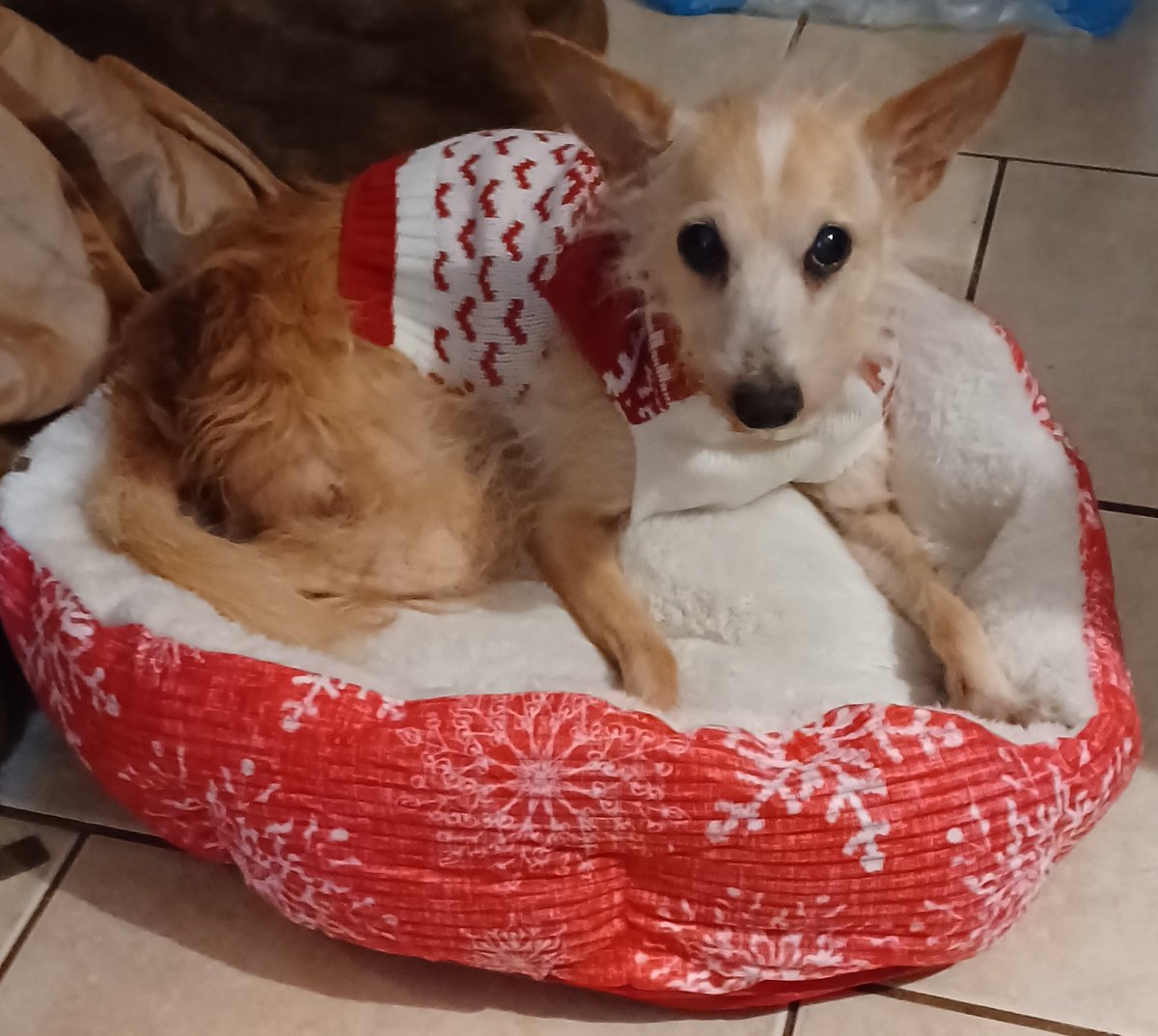 tuspock91's tweet photo. My girl, Frejya, is ready for the cold with her new winter-themed bed and sweater. ❤️

#cute #puppies https://t.co/NoDOu3Y5XU