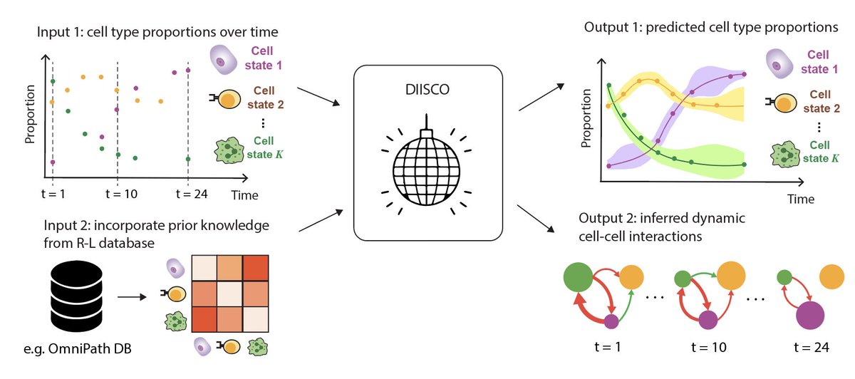 1/4 Excited to share #DIISCO 🪩, a Bayesian method for inferring cell-cell interactions over time in longitudinal #singlecell data 😱 DIISCO takes in cell type proportions and receptor-ligand expression and outputs cell state dynamics and cell-cell interaction networks! 🕺💃