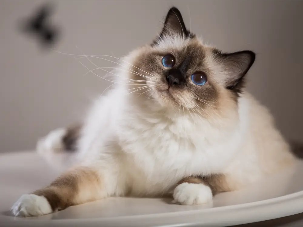 PePuelupe's tweet photo. The Enigmatic World of Cats:Cats, mysterious and independent creatures, captivate us with their enigmatic behavior. From graceful movements to playful antics, these feline companions hold a special place in our hearts. https://t.co/5IoeJOHUzn