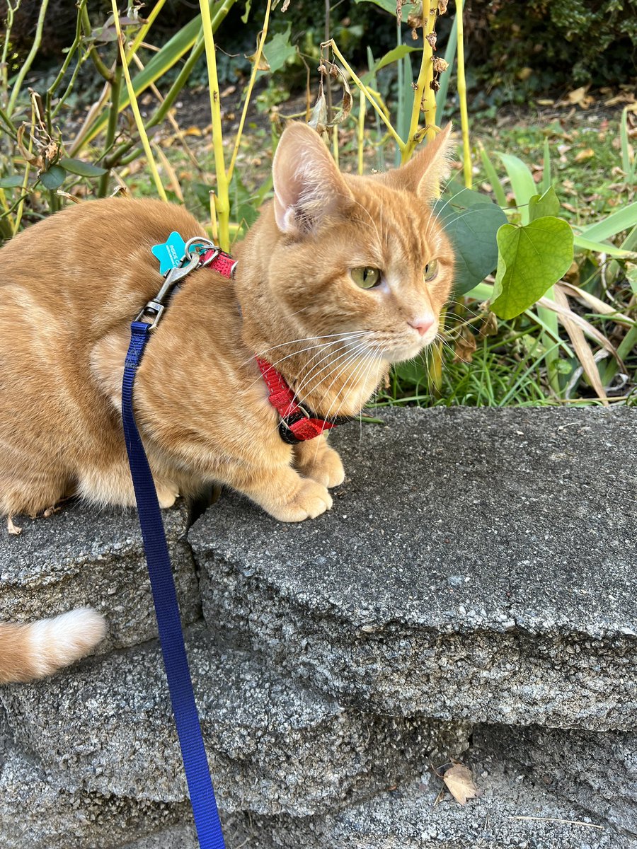 Just a little post to say that S&amp;R can now be found on Threads, and the account is much more active on that platform. Same @, same human, here’s a cat for attention