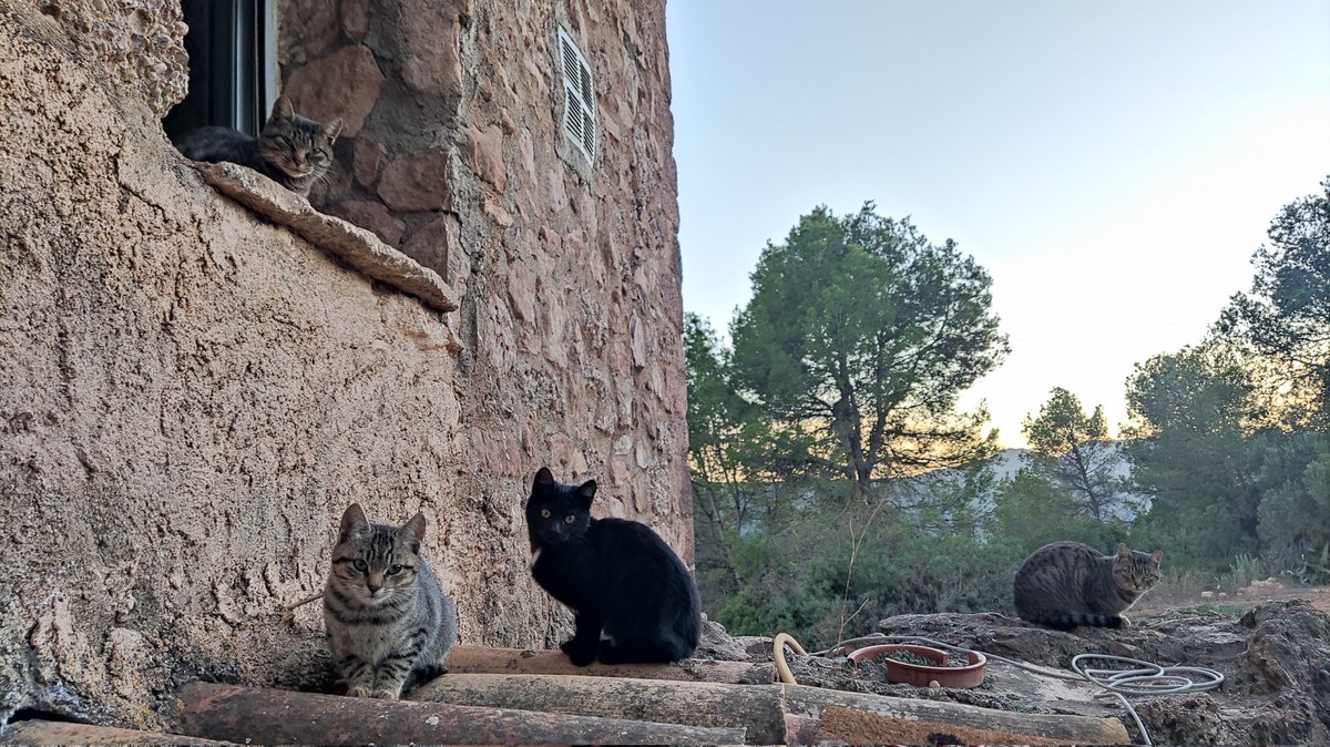 The Wildows Cats tweet media