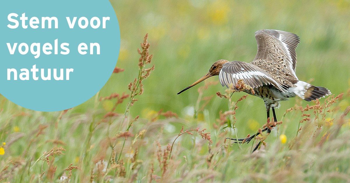 22 November mogen we stemmen voor een nieuwe Tweede Kamer. Jouw hulp is cruciaal; het is voor vogels en natuur enorm belangrijk dat de komende jaren eindelijk goed beleid wordt bedacht én uitgevoerd. 
Misschien helpt ons 5 stappenplan je bij je keuze:
👉vogelbescherming.nl/landelijke-ver…