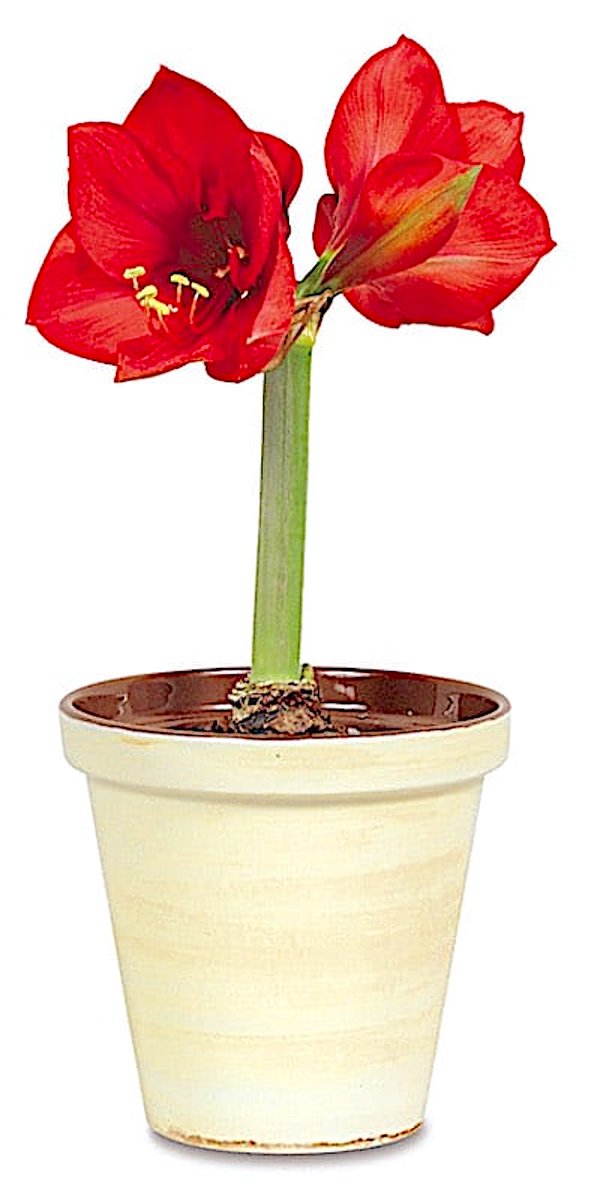 gardensbyyou's tweet photo. Don't Miss Christmas. Plant Florist's Amaryllis bulbs now to enjoy weeks of wonderful December blooms from these tropical bulbs. All the details.🌿
GrownByYou: We're All About How.℠
https://t.co/zbTxkiVeuS
#garden #amaryllis #bulbs #forcedbulbs #forcingbulbs #GardeningTwitter https://t.co/O5D0nf1X1U