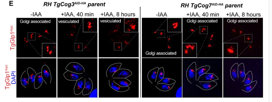 First report of the intra-Golgi transport in Toxoplasma: cooperative action of the onserved and new machinery. #mBio journals.asm.org/doi/10.1128/mb…