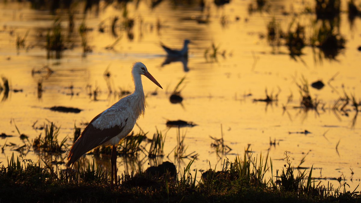 Otis_inglorius's tweet image. Amazing eve spectacle at the nearby rice fields with over 1,000 Glossy #Ibis flying at us as the sun set! 

+ White #Storks, Great White #Egrets and Common #Cranes as Black-winged #Kites drifted by and Bluethroats scuttled by! 

+ Spotted Redshanks, Wood Sandpipers, Ruff y más !