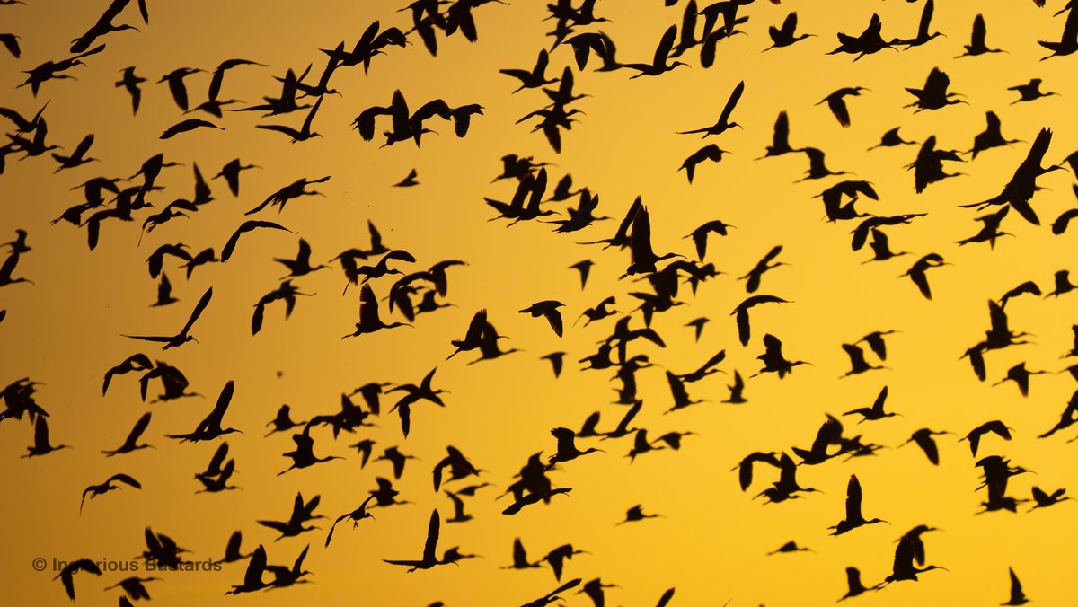 Otis_inglorius's tweet image. Amazing eve spectacle at the nearby rice fields with over 1,000 Glossy #Ibis flying at us as the sun set! 

+ White #Storks, Great White #Egrets and Common #Cranes as Black-winged #Kites drifted by and Bluethroats scuttled by! 

+ Spotted Redshanks, Wood Sandpipers, Ruff y más !
