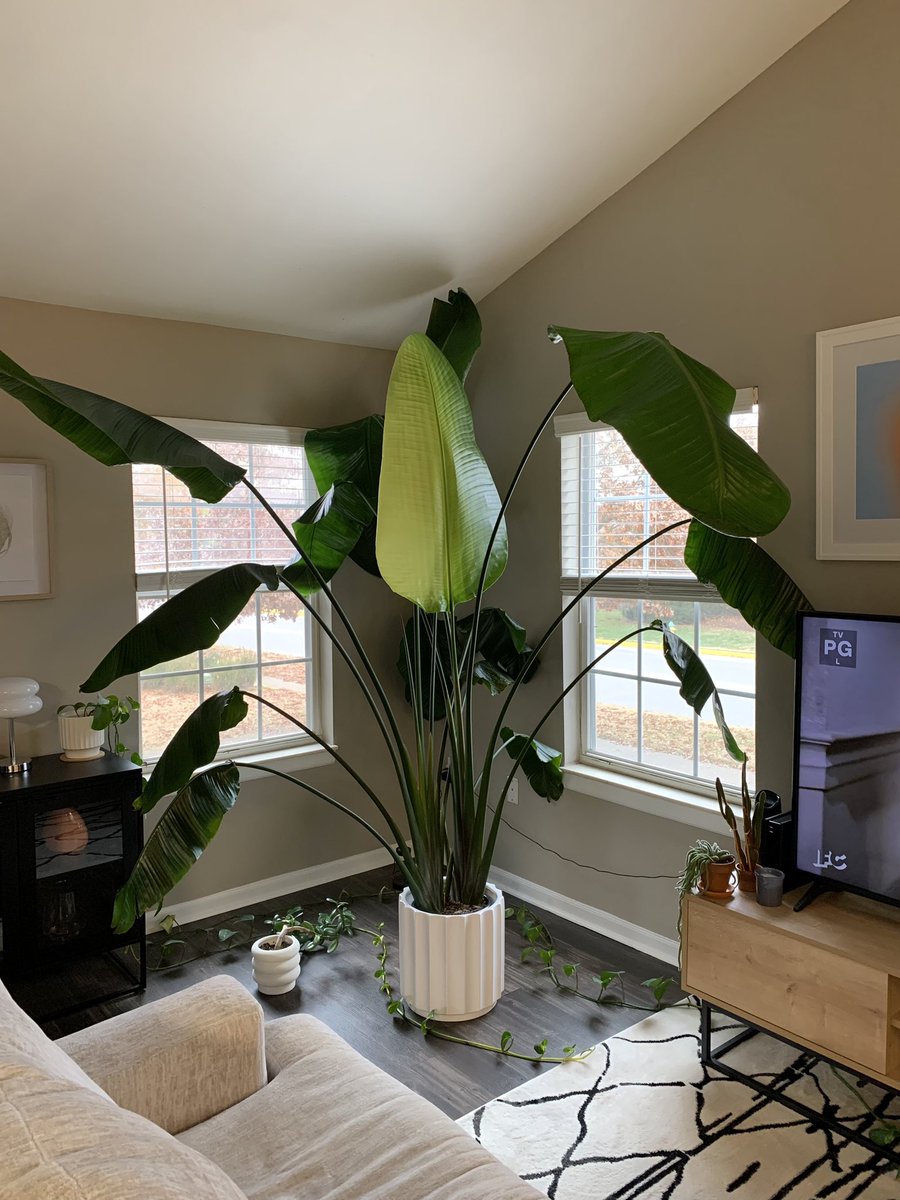 ohyoucomingtoLA's tweet photo. Look at this motherfucking leaf! Look at this!! https://t.co/AzbVIE4Knu