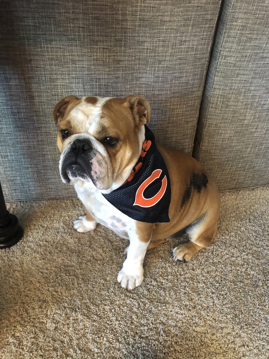 JBeeson08's tweet photo. @BarryOnHere Been a rough season here in Chicago but Daisy is always ready to Bear Down https://t.co/EWqfitxqed