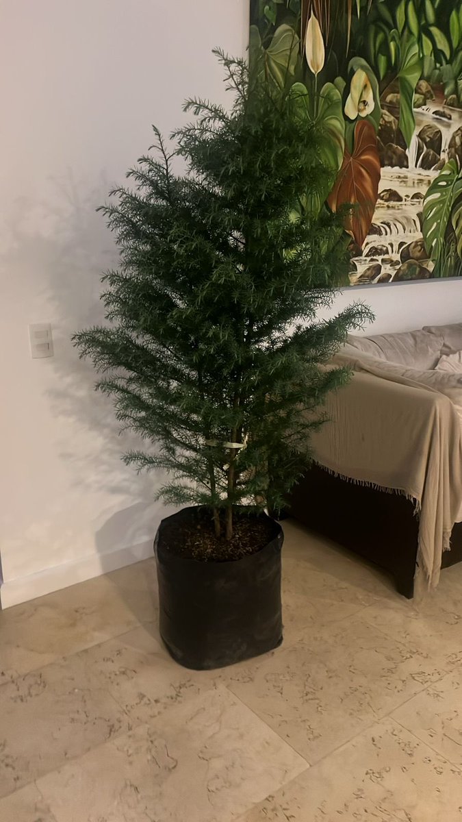 jpelaeza1's tweet photo. La gente pinchada tiene árboles de navidad de verdad 
La gente pinchada : mi novia https://t.co/TLImb1Oq0U