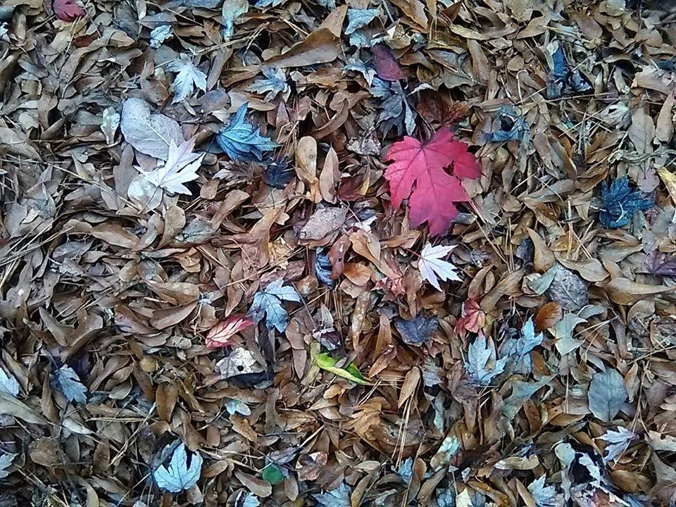 Leaves falling just so.  Always amazes me the beauty that naturally happens in life, making me wonder how much lovelier mine may be if I simply let go🍁 #autumn #naturephotography #natureart #changes #completion #awareness #love #BeBrave