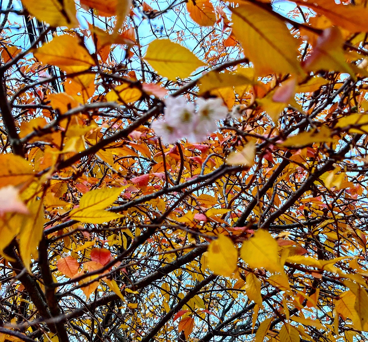 If you’ve been experiencing confusion lately, looks like you’re in good company. Mother Nature seems pretty confused. Maybe we should take a cue and begin to shed &amp; bloom at the same time. 😳🌸 Shed what no longer serves you, grow in new ways. ❤️