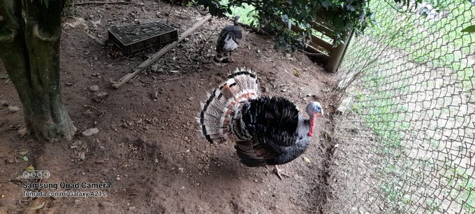 I sent my my new assistant out to find a turkey and she sent me this.  I think this is gonna be thanksgiving<a href="/tag/chaturbate"class="tags"><span>#chaturbate</span></a>