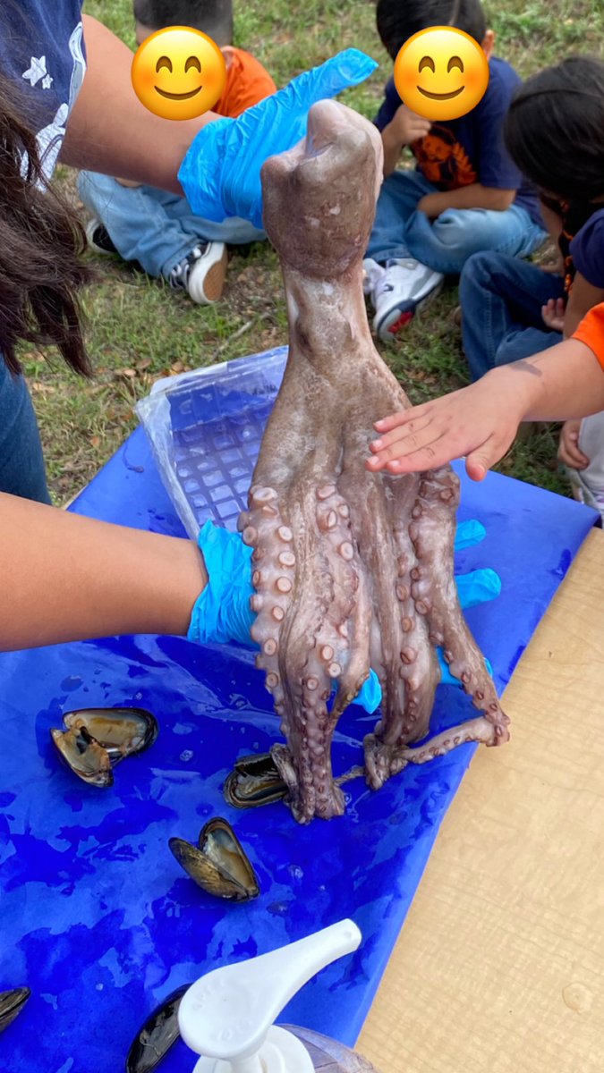 Year 3 of bringing an octopus for the letter Oo. Love that i am able to provide unique hands on experiences like this for my students every year🩵🐙😊