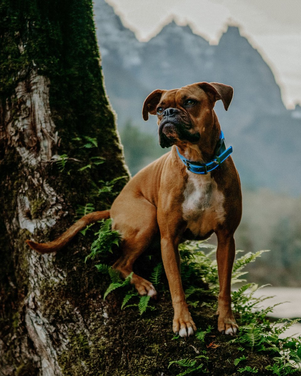 NiteIze's tweet photo. Both you and your pup deserve an adventurous and illuminated weekend! 🏔️ 

Photo: Hannah Gambino.

#NiteIze #dogcollar #doglight #doggear #dogtech #dogsofinstagram https://t.co/PjfYe2gPTV