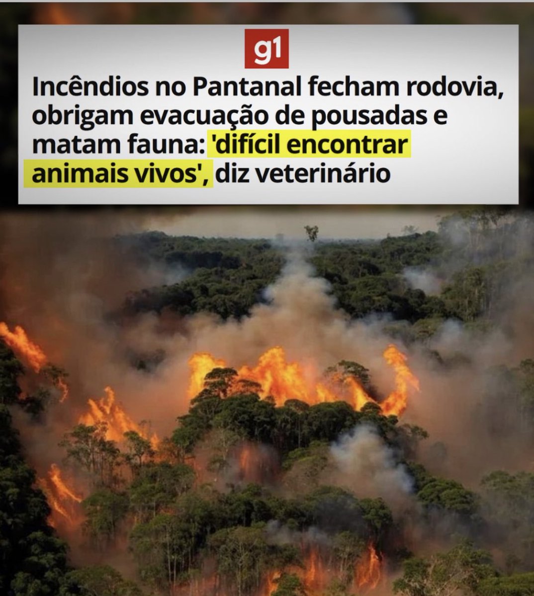 Gente… que tristeza isto…. Os animais, as plantas…. que horror… O Brasil literalmente pegando fogo! Cade nosso pessoal pra  cobrar da gangue  que tomou o poder? #ForaLulaeSuaQuadrilha 

#SOSPantanal