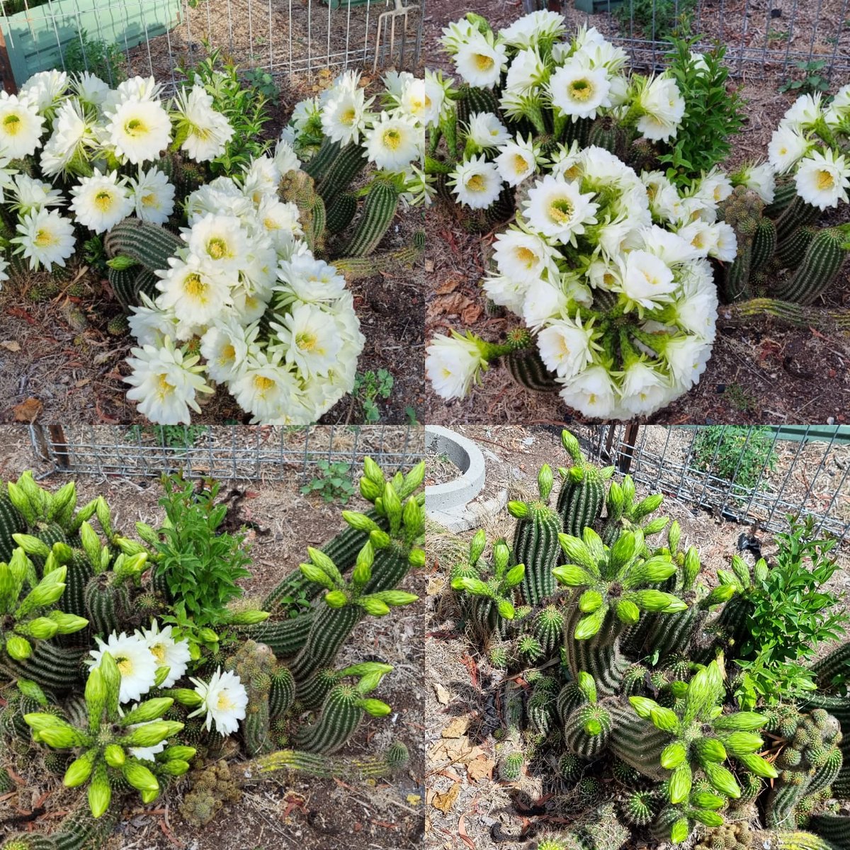 misha_oz's tweet photo. @GingerGorman 36 hours of my Cactus plant 😍 https://t.co/hOIa411n7g
