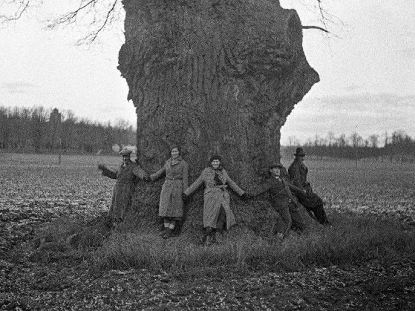 - Ministry of Swedish Oaks 🇸🇪 - tweet media