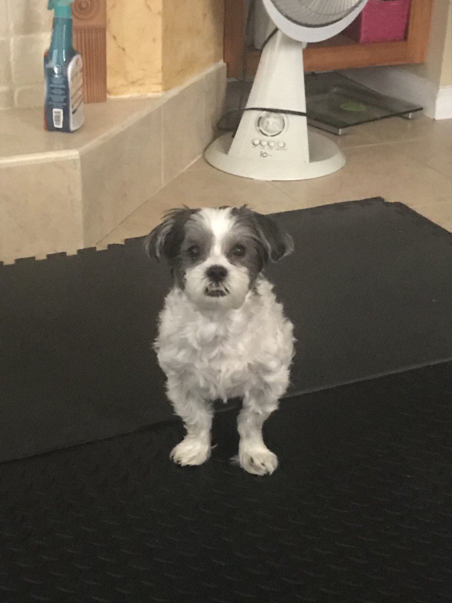 egakuning's tweet photo. RIP my doggo of 15.5 years 😢 celebrating his life with a few silly pics of him https://t.co/gZrZY6nJjV