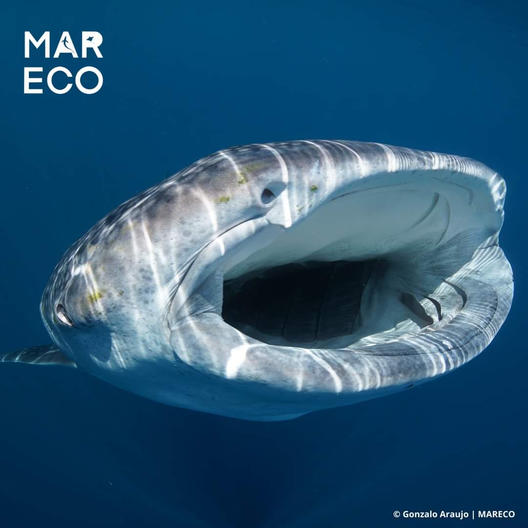 mareco_org's tweet photo. Say CHEESE🧀🦈
At nearly 5-foot (1.5m) wide, a whale shark's mouth houses 300 rows of up to 3,000 tiny teeth🦷
#whaleshark #shark #filterfeeding #filterfeeders #sharkoftheweek #sharkconservation #nature https://t.co/xsXqMZ2mLC