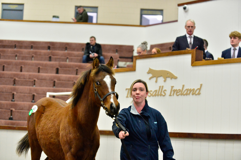 Racing Post Bloodstock tweet media