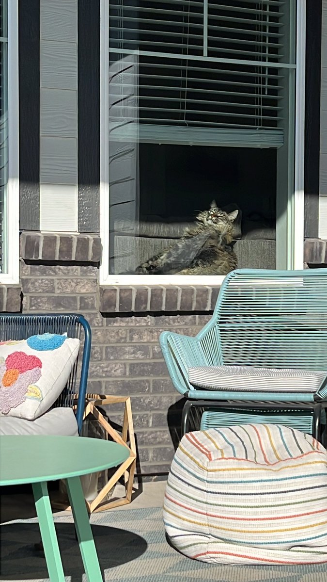 CooperSitting's tweet photo. What?! I was sunbathing without the terror of being outside. 😺 
#coopersitting #tabbytroupe #catsfunny #catlovers #CatsOfTwitter #cat #tabbycat #fatcat https://t.co/dG8fvGC6Gu