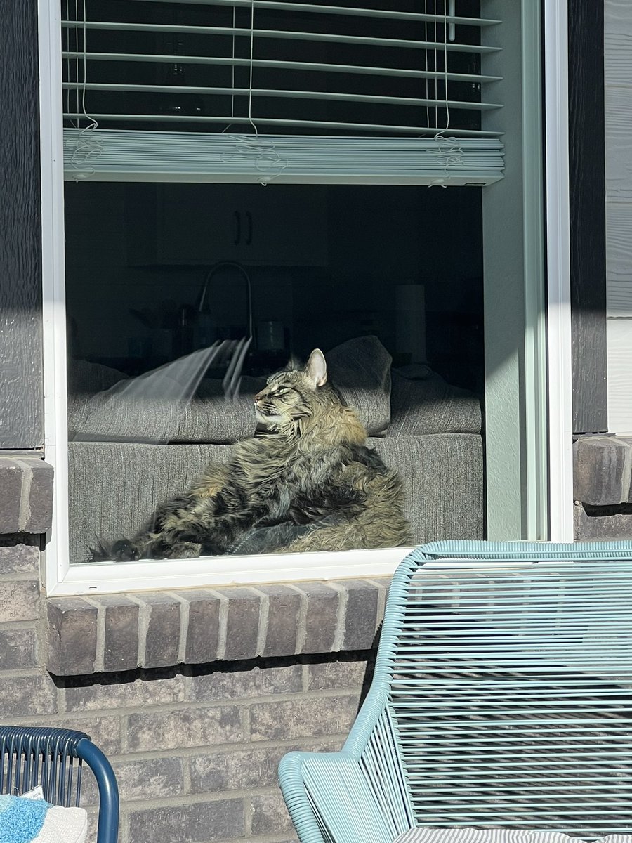 CooperSitting's tweet photo. What?! I was sunbathing without the terror of being outside. 😺 
#coopersitting #tabbytroupe #catsfunny #catlovers #CatsOfTwitter #cat #tabbycat #fatcat https://t.co/dG8fvGC6Gu