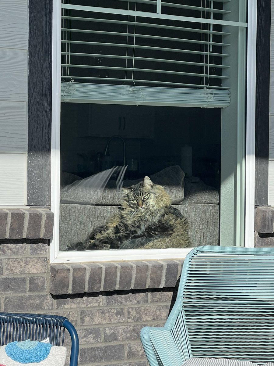 CooperSitting's tweet photo. What?! I was sunbathing without the terror of being outside. 😺 
#coopersitting #tabbytroupe #catsfunny #catlovers #CatsOfTwitter #cat #tabbycat #fatcat https://t.co/dG8fvGC6Gu