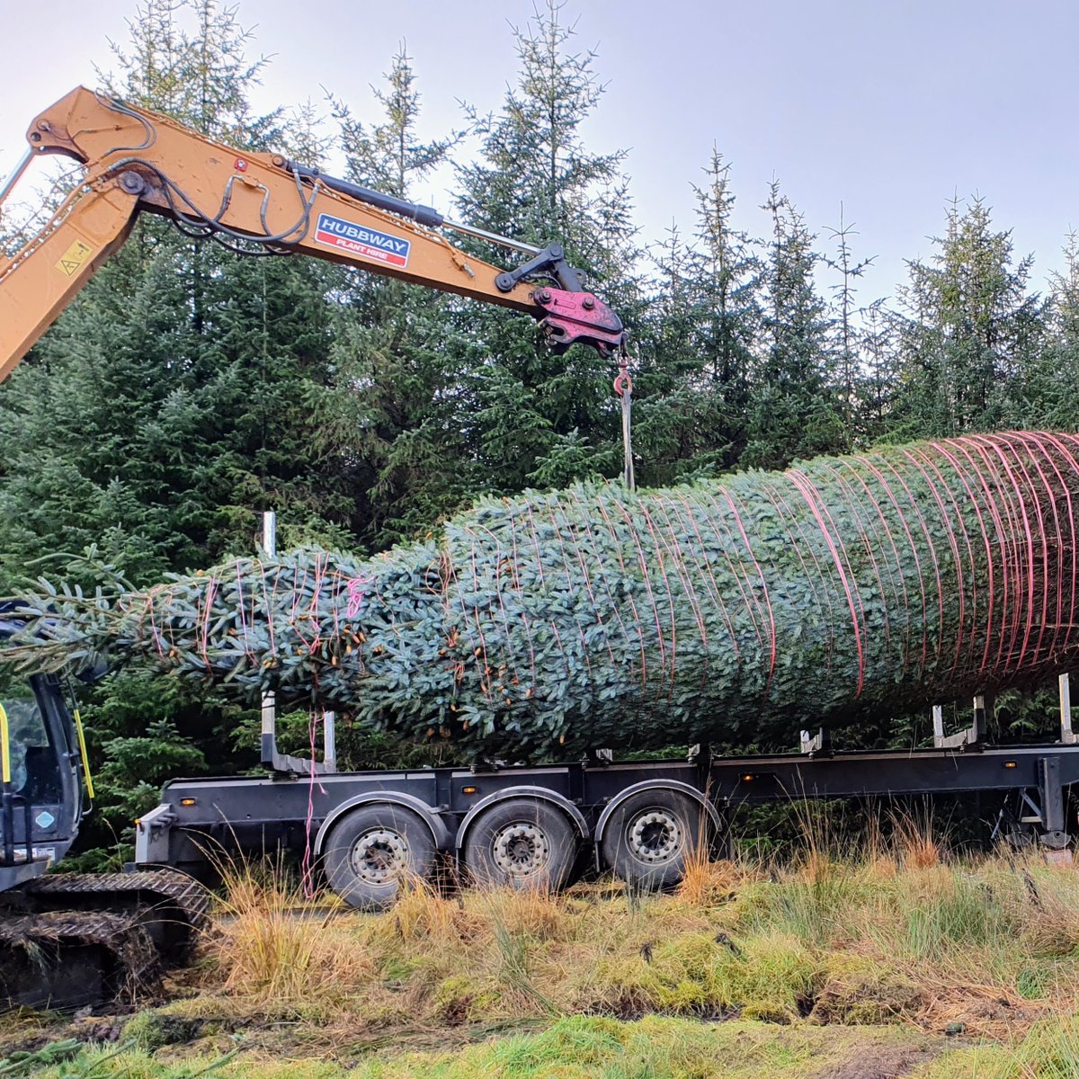 ForestryEngland tweet picture