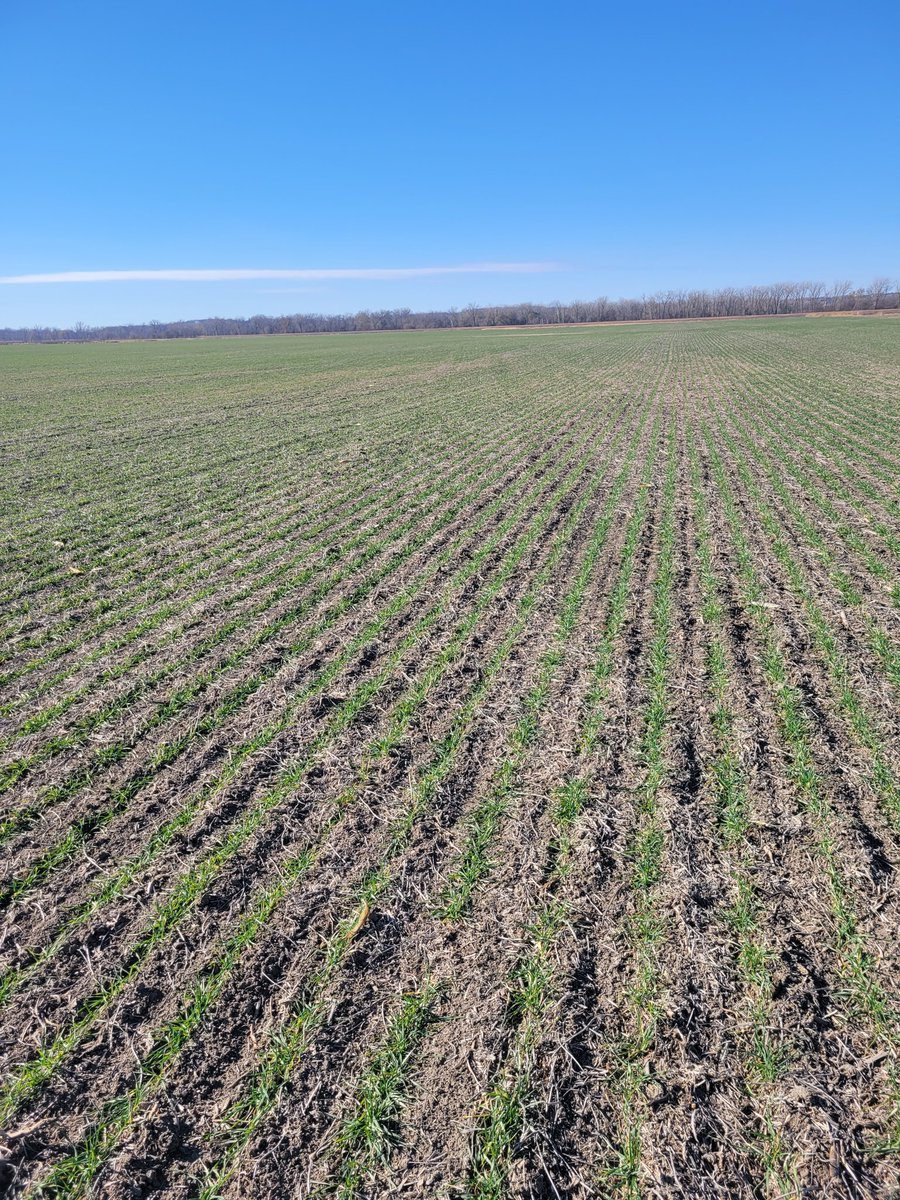 MillermaticSeed's tweet photo. Went and checked some @LimagrainWheat on the river bottom and this Valient is looking excellent with the lack of rain we've had in SW IA. Very promising! #wheat #valient #iowa https://t.co/CWNyEzA2yU