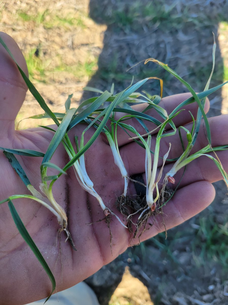 Went and checked some <a href="/LimagrainWheat/">LimagrainWheat</a>  on the river bottom and this Valient is looking excellent with the lack of rain we've had in SW IA. Very promising! #wheat #valient #iowa