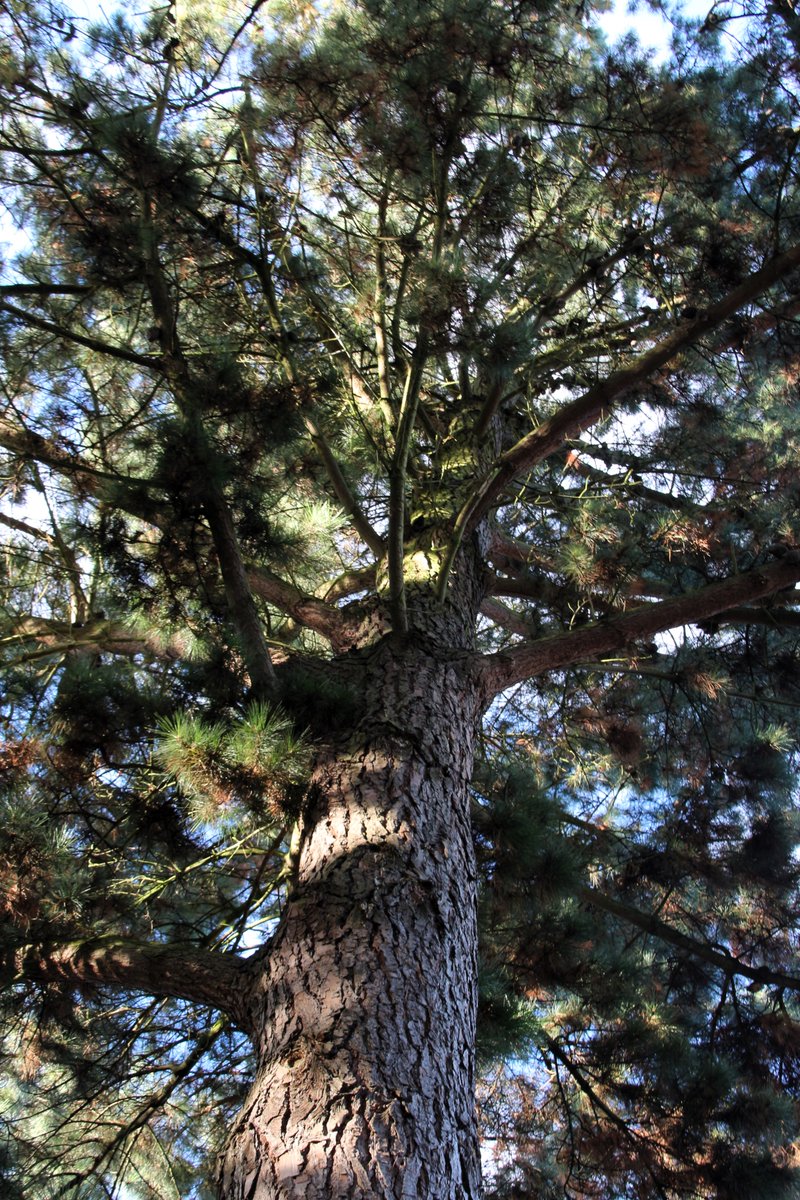 @arborsmarty