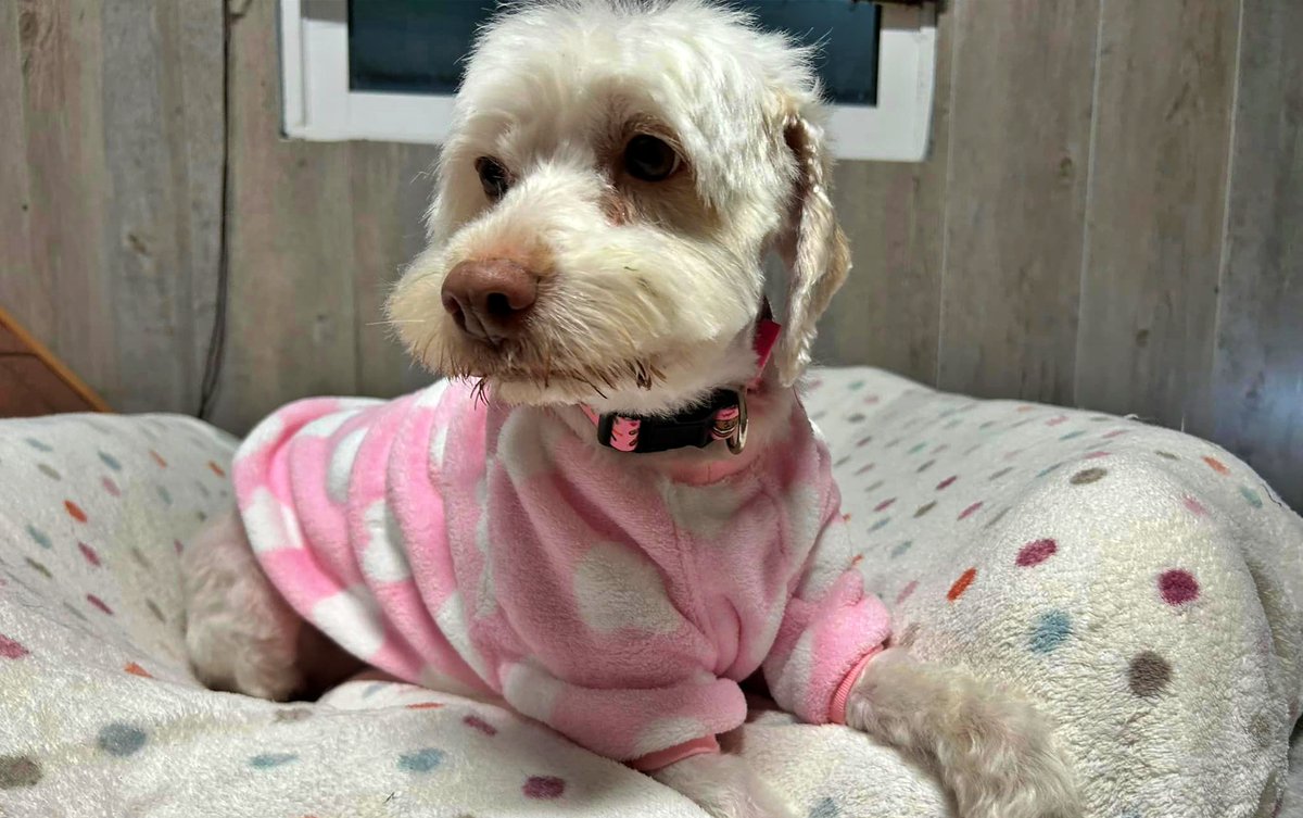 #Huelva
Nuestra abuelita  de 9 añines #WENDY, busca familia.

Es una perrita muy dependiente de la persona, es mimosa, cariñosa y buena. 
Se lleva bien con gatos y perros, es sumisa.

Abstenerse personas caprichosas por lo linda que es. Buscamos familias que quieran dar